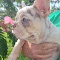 Charlotte, a female French Bulldog for sale in Lake Charles, LA – 1 of 8
