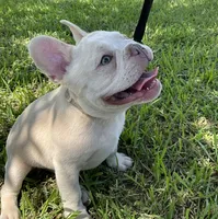 Ollie Jr, a male French Bulldog for sale in Lake Charles, LA – 5 of 10