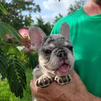 Thor, a male French Bulldog for sale in Lake Charles, LA – 3 of 6