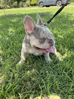 Charlotte, a female French Bulldog for sale in Lake Charles, LA – 8 of 9