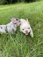 Ollie Jr, a male French Bulldog for sale in Lake Charles, LA – 5 of 5