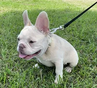 Ollie Jr, a male French Bulldog for sale in Lake Charles, LA – 7 of 10