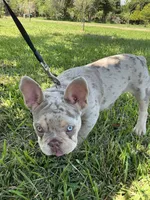 Charlotte, a female French Bulldog for sale in Lake Charles, LA – 6 of 9
