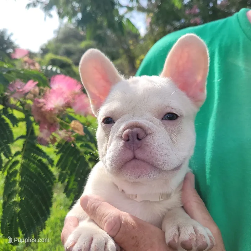 Ollie Jr – French Bulldog puppy for sale in Lake Charles, LA