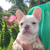 Ollie Jr, a male French Bulldog for sale in Lake Charles, LA – 1 of 5