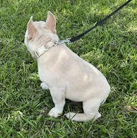 Ollie Jr, a male French Bulldog for sale in Lake Charles, LA – 2 of 10