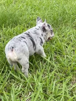 Thor, a male French Bulldog for sale in Lake Charles, LA – 5 of 6