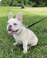 Ollie Jr, a male French Bulldog for sale in Lake Charles, LA – 1 of 10