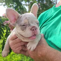 Charlotte, a female French Bulldog for sale in Lake Charles, LA – 8 of 8