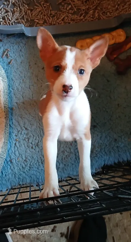 Din Djarin – Basenji puppy for sale in Poulsbo, WA