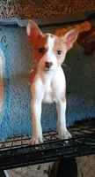 Din Djarin, a male Basenji for sale in Poulsbo, WA – Photo 1 of 6