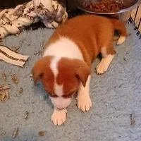 Din Djarin, a male Basenji for sale in Poulsbo, WA – Photo 6 of 6