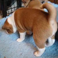 Din Djarin, a male Basenji for sale in Poulsbo, WA – Photo 5 of 6