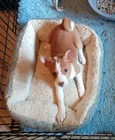 Din Djarin, a male Basenji for sale in Poulsbo, WA – Photo 2 of 6