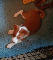 Din Djarin, a male Basenji for sale in Poulsbo, WA – Photo 3 of 6