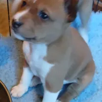 Bo Katan, a female Basenji for sale in Poulsbo, WA – Photo 4 of 6