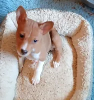 Bo Katan, a female Basenji for sale in Poulsbo, WA – Photo 2 of 6