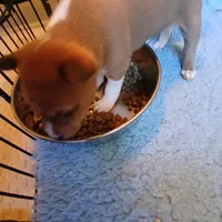 Bo Katan, a female Basenji for sale in Poulsbo, WA – Photo 5 of 6