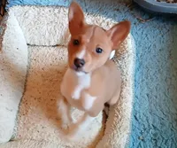 Bo Katan, a female Basenji for sale in Poulsbo, WA – Photo 1 of 6