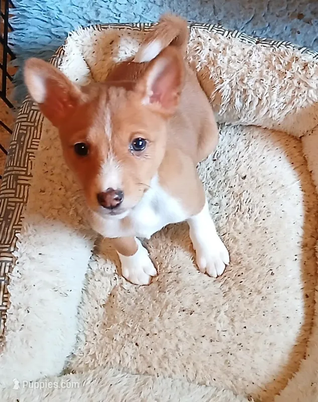 Cobb Vanth  – Basenji puppy for sale in Poulsbo, WA