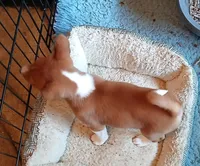 Cobb Vanth , a male Basenji for sale in Poulsbo, WA – Photo 2 of 2