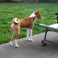 Mando, a male Basenji for sale in Poulsbo, WA – Photo 4 of 4