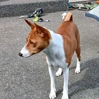 Mando, a male Basenji for sale in Poulsbo, WA – Photo 2 of 4