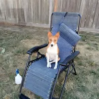 Mando, a male Basenji for sale in Poulsbo, WA – Photo 1 of 4