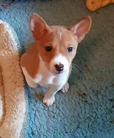 Boba Fett, a male Basenji for sale in Poulsbo, WA – Photo 1 of 5