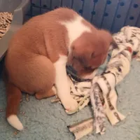 Boba Fett, a male Basenji for sale in Poulsbo, WA – Photo 3 of 5