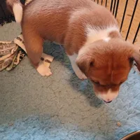 Boba Fett, a male Basenji for sale in Poulsbo, WA – Photo 4 of 5