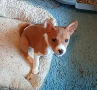 Boba Fett, a male Basenji for sale in Poulsbo, WA – Photo 2 of 5