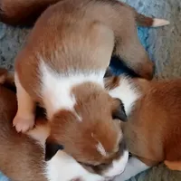 Boba Fett, a male Basenji for sale in Poulsbo, WA – Photo 5 of 5