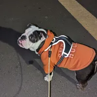 Zoey, a female English Bulldog for sale in Lathrop, CA – Photo 3 of 4