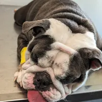 Zoey, a female English Bulldog for sale in Lathrop, CA – Photo 2 of 4