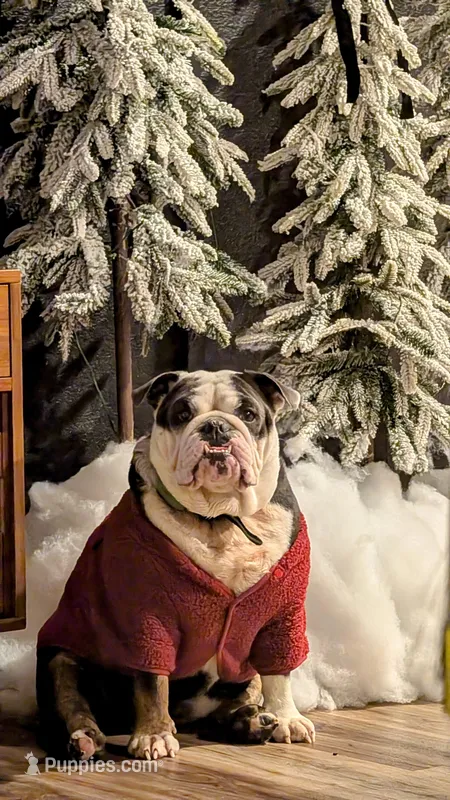 Zoey – English Bulldog puppy for sale in Lathrop, CA