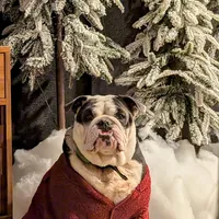 Zoey, a female English Bulldog for sale in Lathrop, CA – Photo 1 of 4