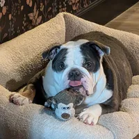 Zoey, a female English Bulldog for sale in Lathrop, CA – Photo 4 of 4