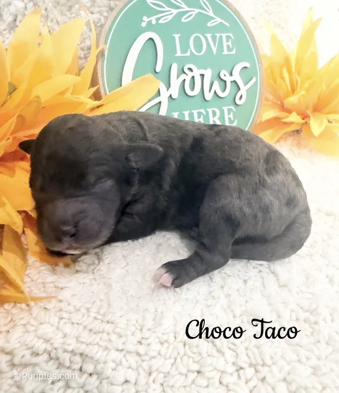 Choco Taco – Poodle - Miniature  puppy for sale in East Bend, NC