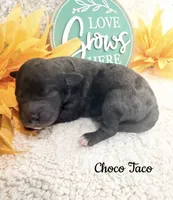 Choco Taco, a male Poodle - Miniature  for sale in East Bend, NC – 1 of 1
