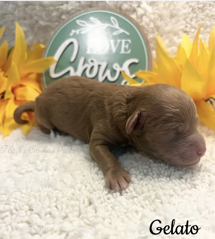 Gelato – Poodle - Miniature  puppy for sale in East Bend, NC