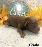 Gelato, a male Poodle - Miniature  for sale in East Bend, NC – 1 of 1