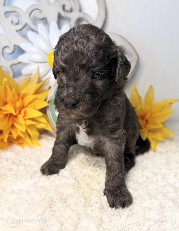 Choco Taco – Poodle - Miniature  puppy for sale in East Bend, NC
