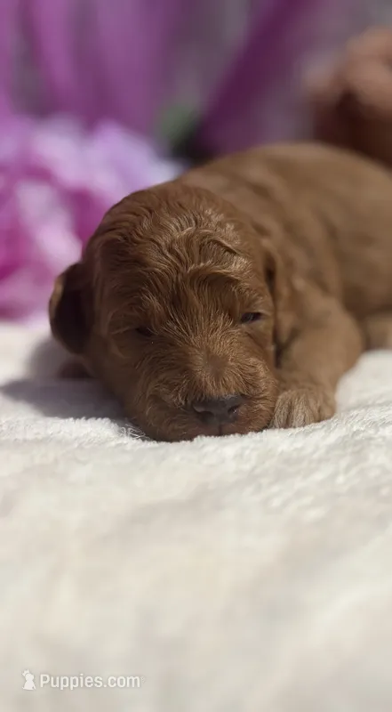 Gelato – Poodle - Miniature  puppy for sale in East Bend, NC