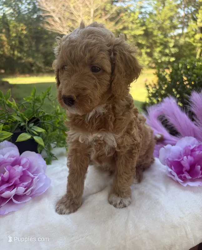 Sherbet – Poodle - Miniature  puppy for sale in East Bend, NC