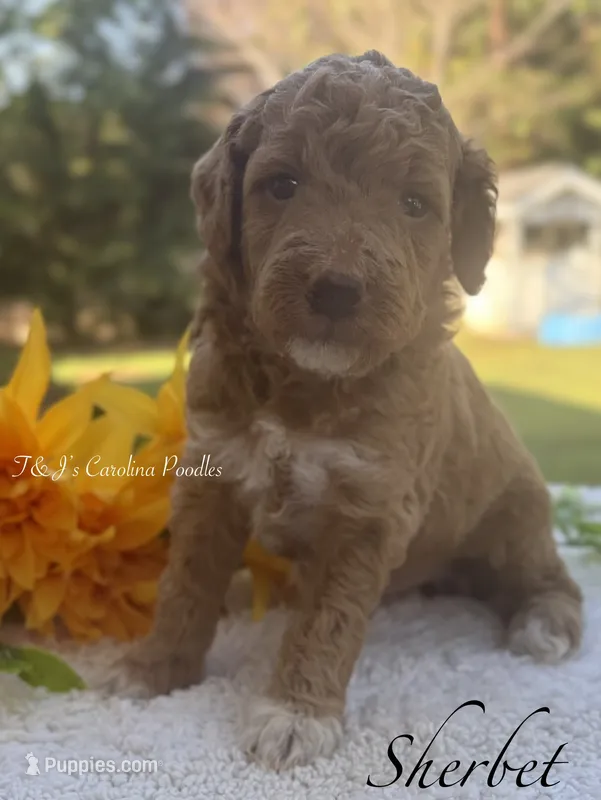 Sherbet – Poodle - Miniature  puppy for sale in East Bend, NC