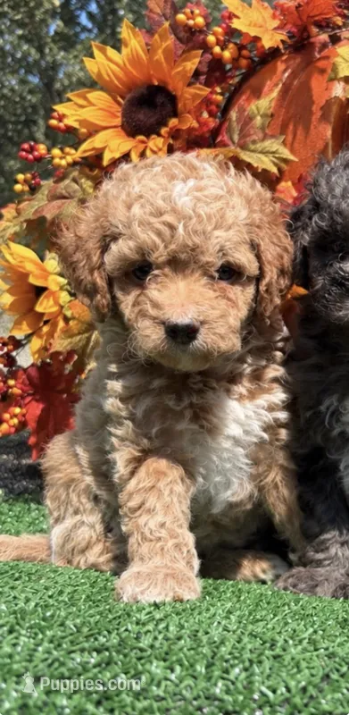 Vanilla Bean – Poodle - Miniature  puppy for sale in East Bend, NC