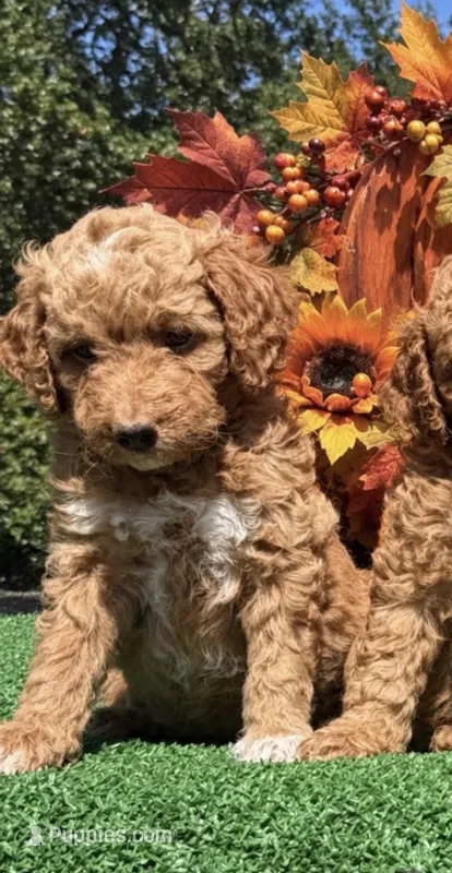 Sherbet – Poodle - Miniature  puppy for sale in East Bend, NC