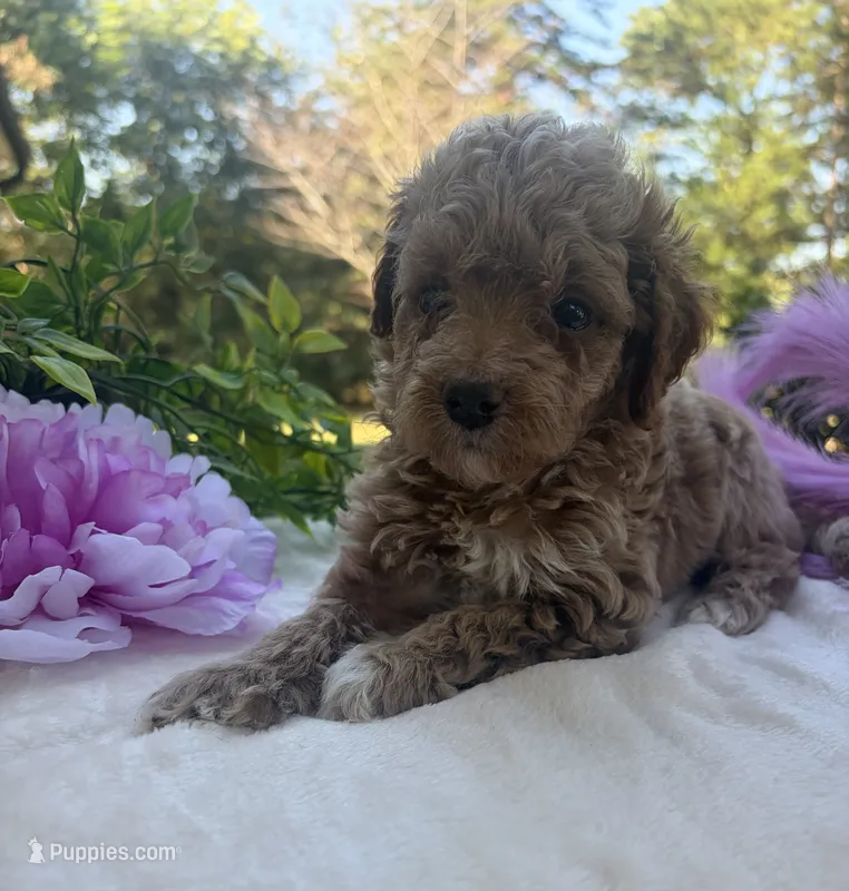 Vanilla Bean – Poodle - Miniature  puppy for sale in East Bend, NC