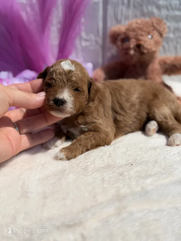 Sundae – Poodle - Miniature  puppy for sale in East Bend, NC